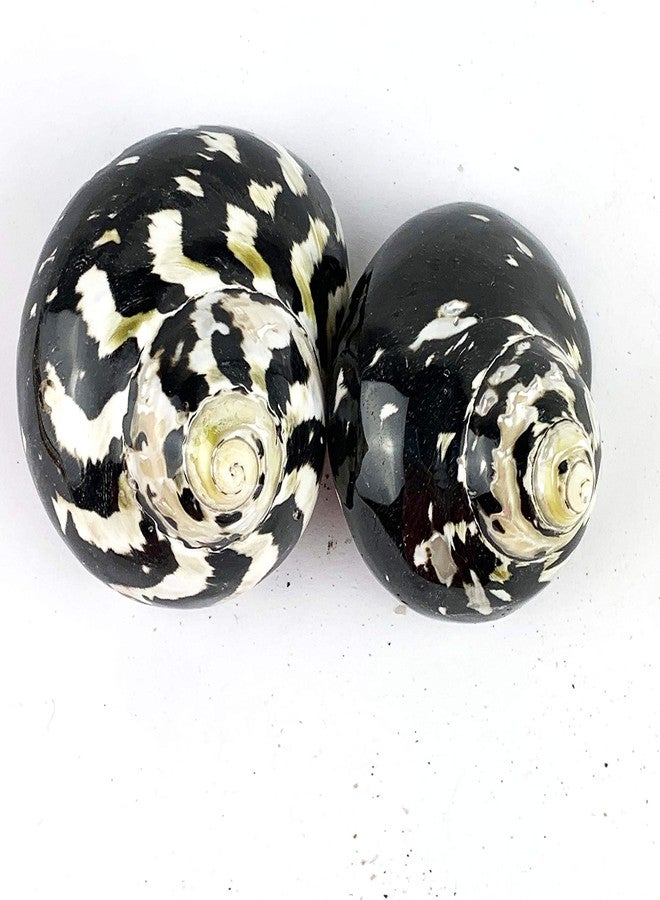 Worlds 2pc Turbo Shells,Polished Meg Pie Hermit Crab Shells 2" Inch-2-3/4 Inch - Image 1